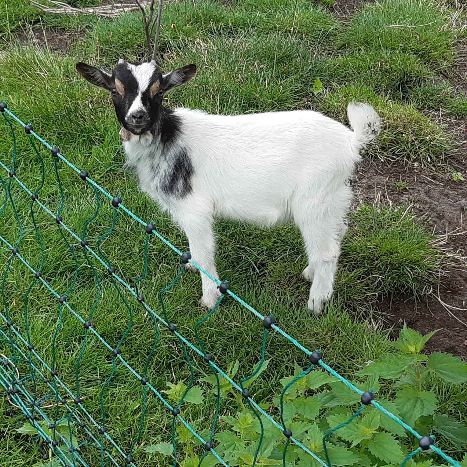 2 dwerggeit bokjes, Dieren en Toebehoren, Mannelijk, Geit, 0 tot 2 jaar