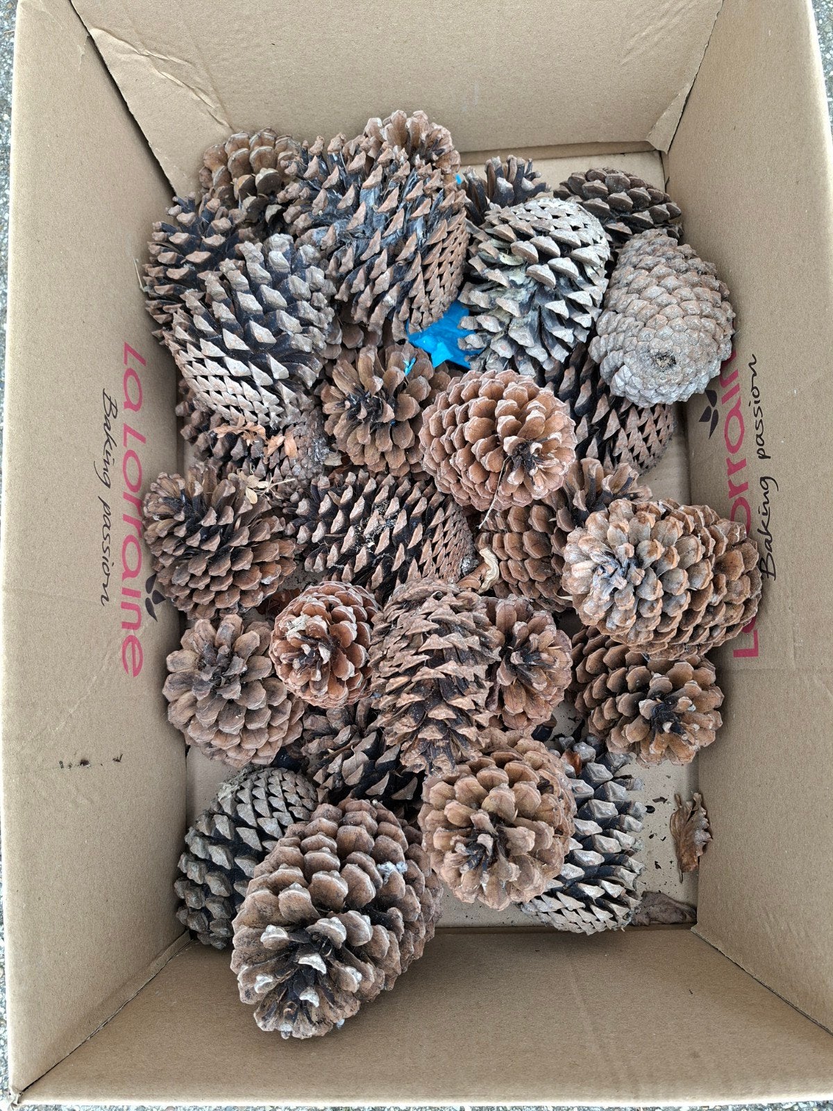 Decoratieve eikels en dennenappels, Ophalen of Verzenden
