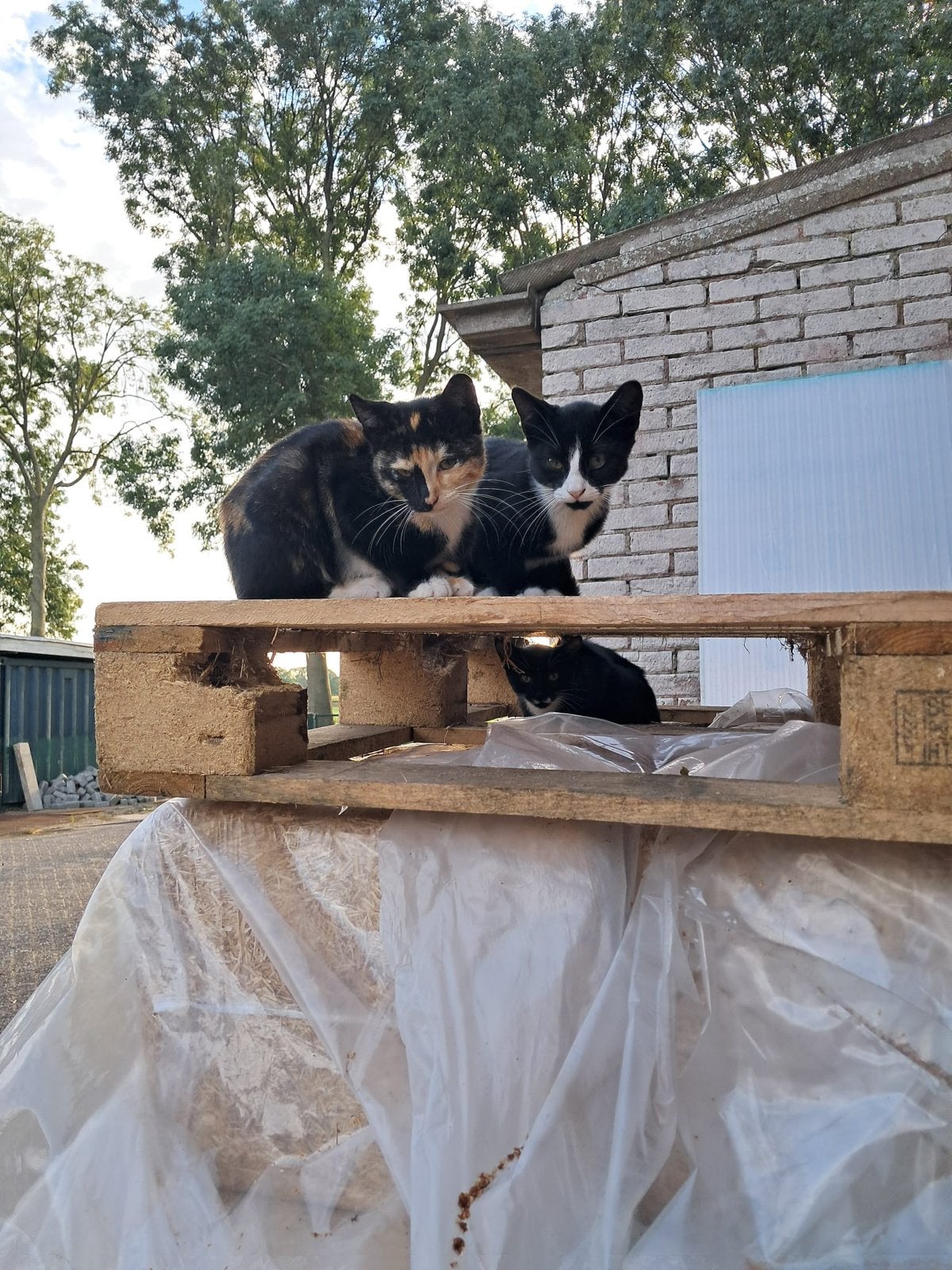 Boerderijkittens te koop, Dieren en Toebehoren, Katten en Kittens | Overige Katten, Poes