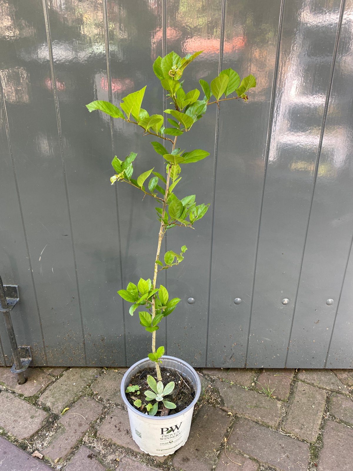Hanendoorn (meidoorn soort) Crataegus crus-galli, Tuin en Terras, Planten | Struiken en Hagen, Ophalen, Overige soorten, Minder dan 100 cm