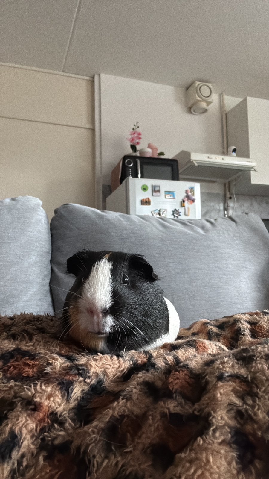 Gezocht!!! Lief vriendje voor deze cavia., Dieren en Toebehoren, Cavia, Mannelijk, December, Tam