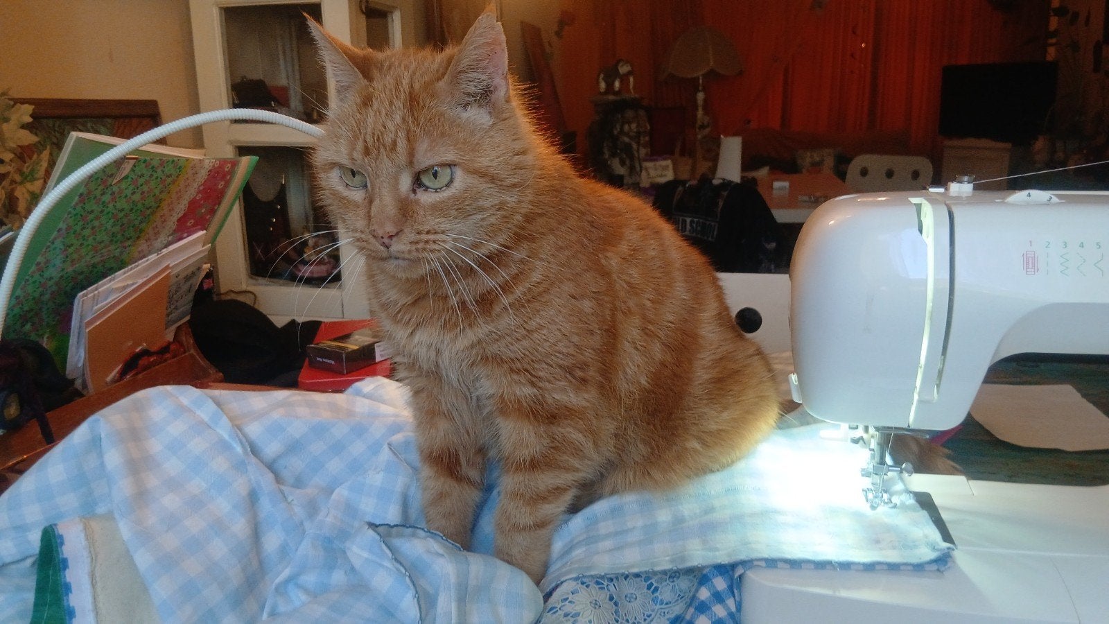 mijn kat pluisje is vermist, Kat