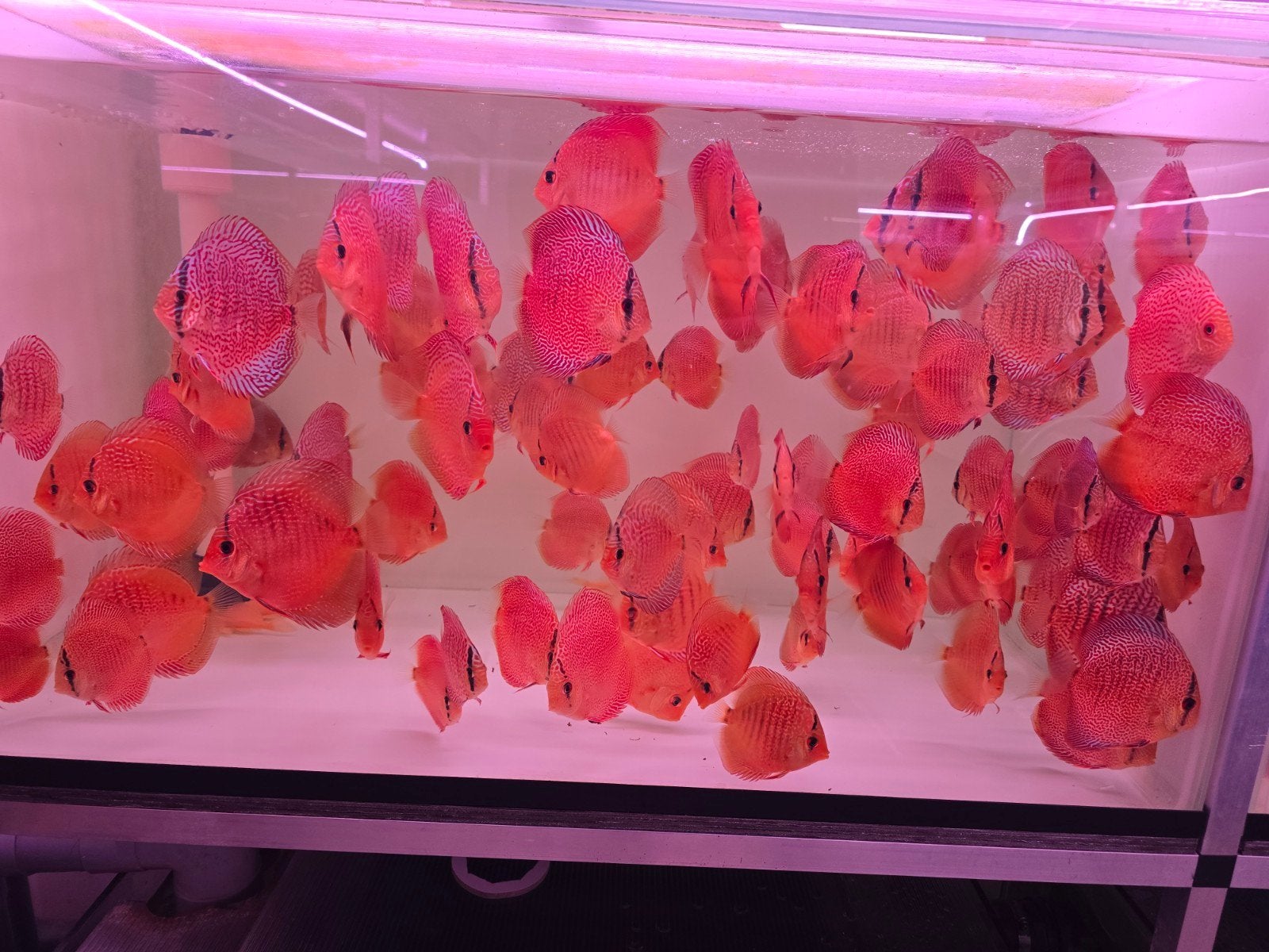 Discusvissen, Dieren en Toebehoren, Vis, Zoetwatervis, Schoolvis