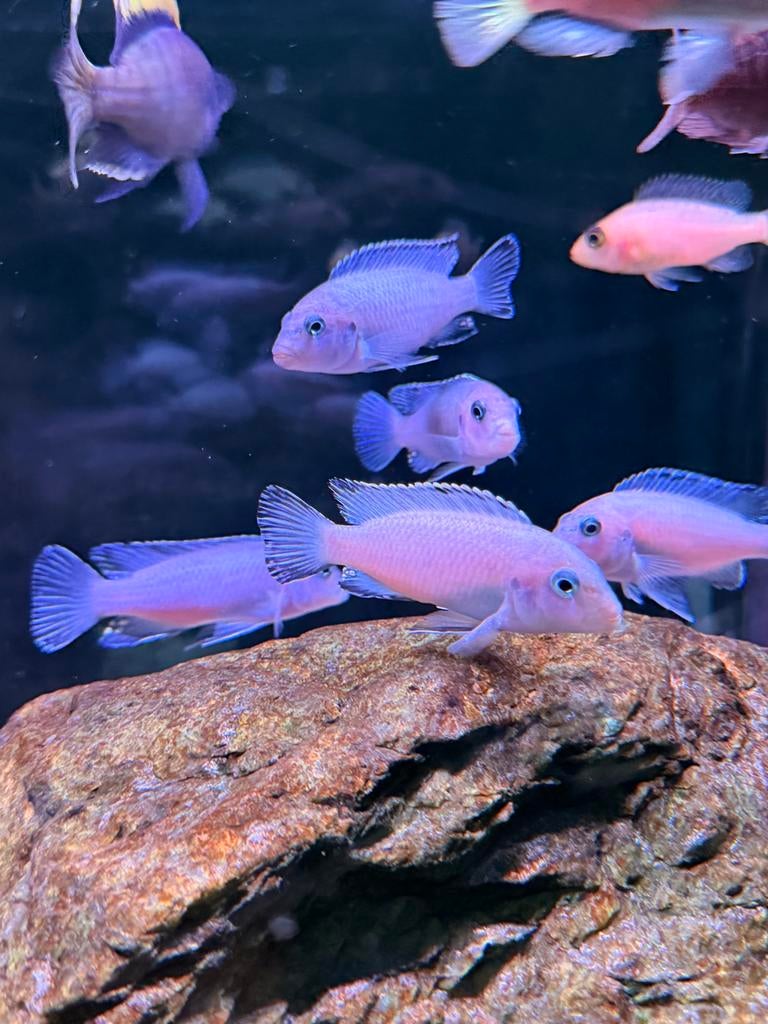 Cobalt Blue Zebra Cichlid malawi, Vis