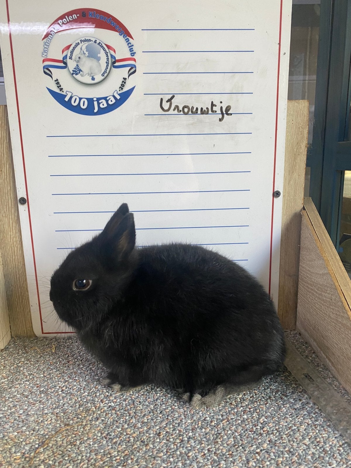 Jonge dwergkonijnen handtam, Dieren en Toebehoren, Konijnen, Meerdere dieren, Dwerg