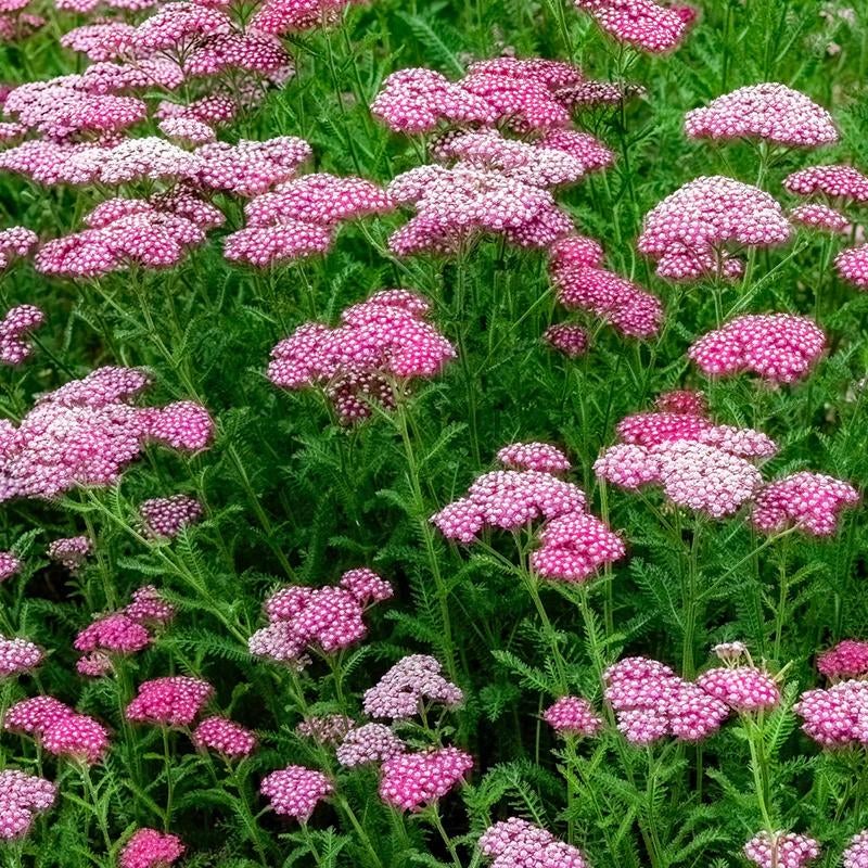 Achillea millefolium 'Cerise Queen' (duizendblad), Ophalen of Verzenden, Overige soorten, Volle zon
