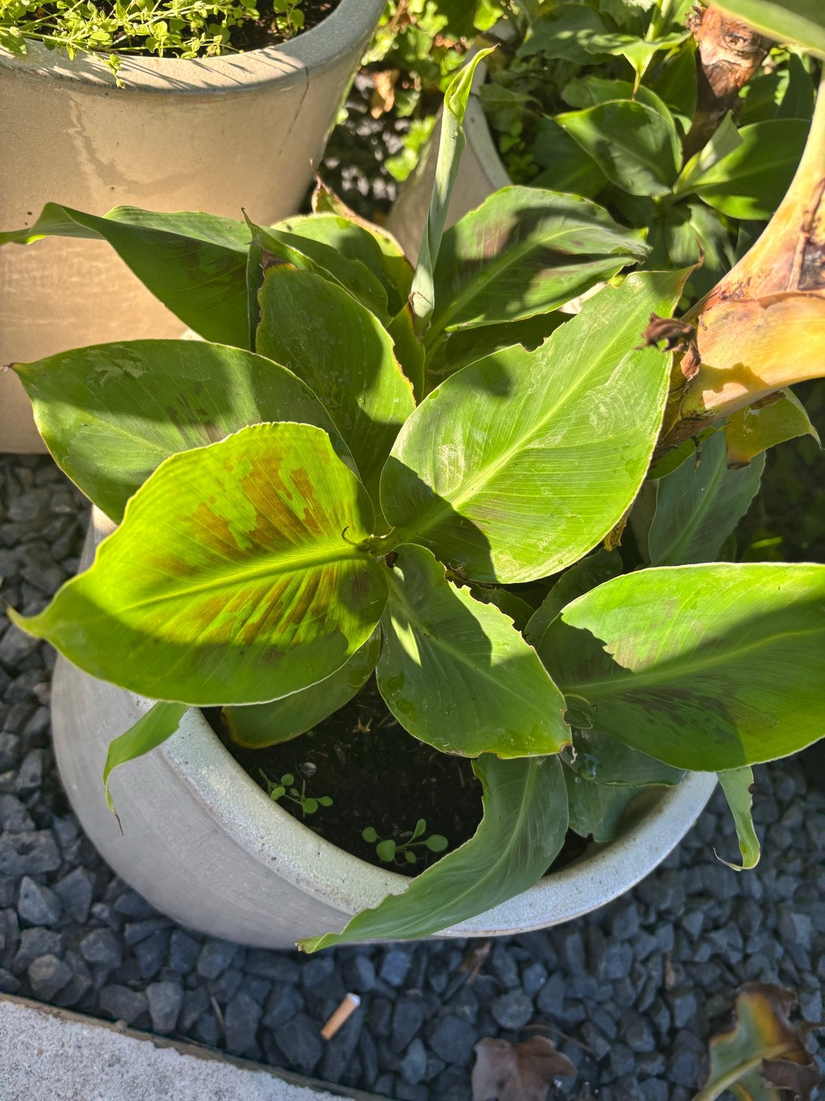 Bananenboompje met 6 pups/stekken, Ophalen, Volle zon, Vaste plant, Bloeit niet