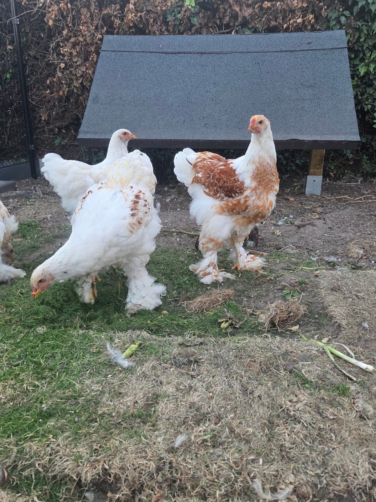 wit gezoemd bramha hanen, Dieren en Toebehoren