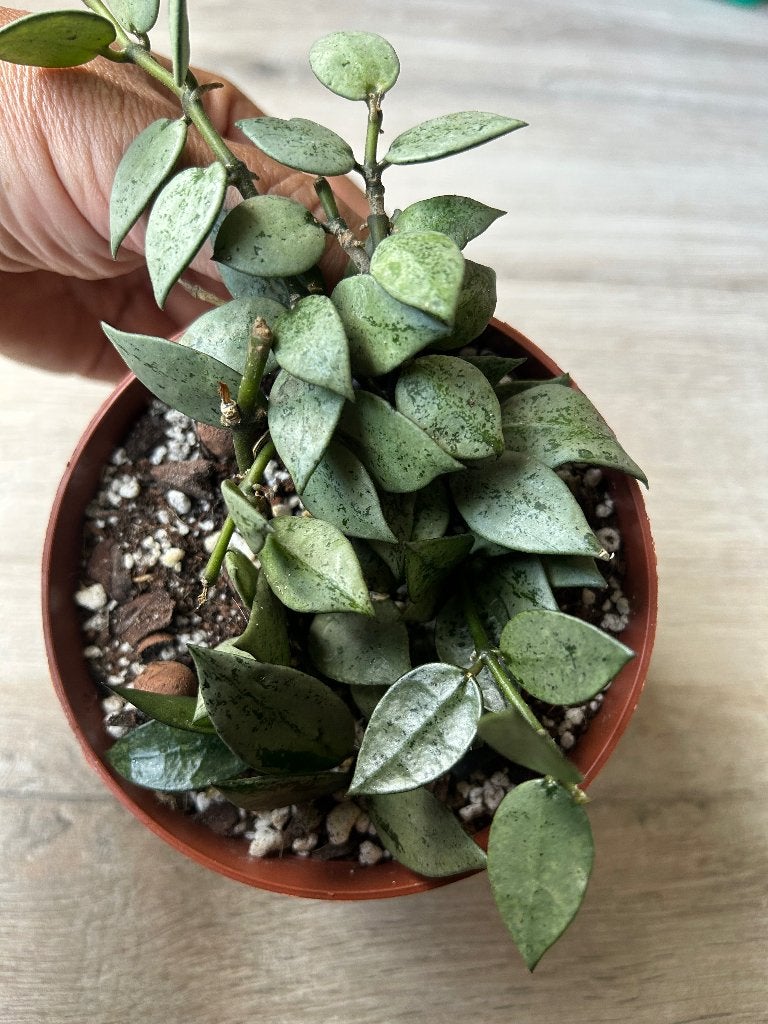 Hoya Krohniana Silver ,,Eskimo “, Huis en Inrichting, Kamerplanten, In pot, Minder dan 100 cm, Bloeiende kamerplant, Halfschaduw