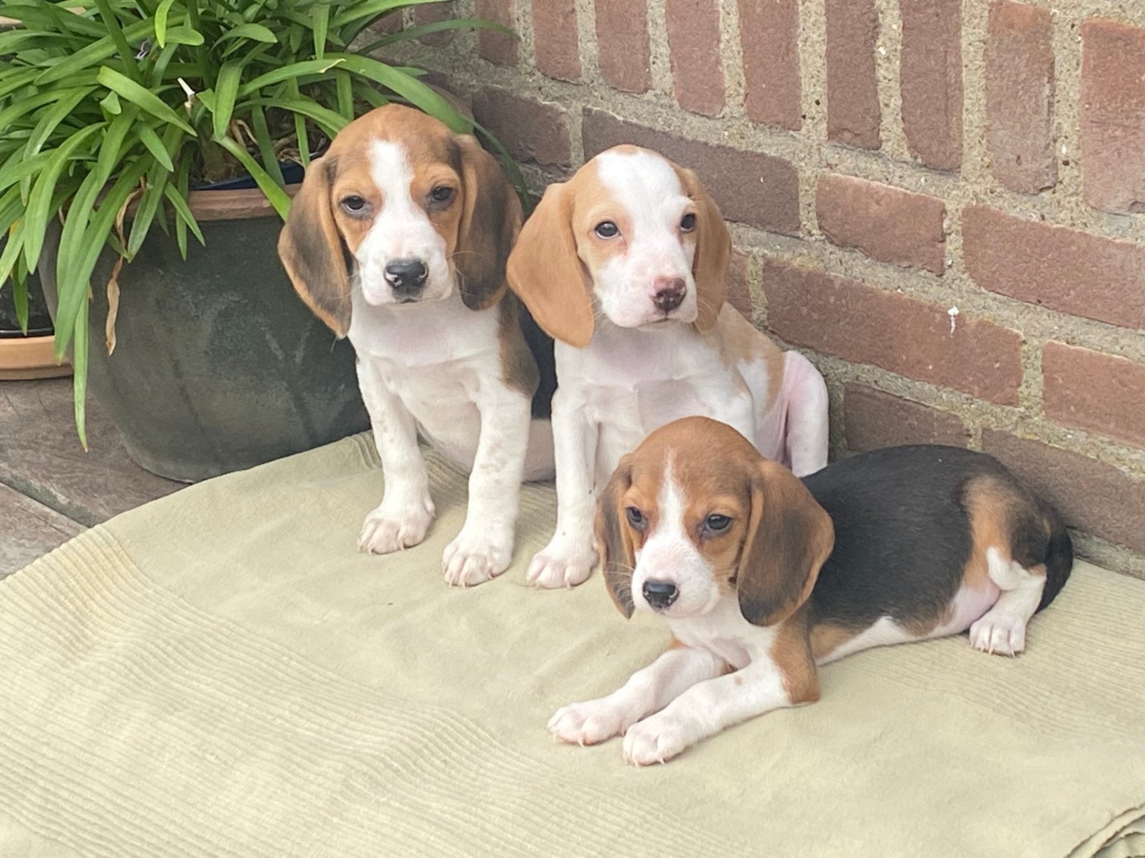 Prachtige BEAGLE x KOOIKER pups, Dieren en Toebehoren, Honden | Niet-rashonden, Parvo, Nederland, 8 tot 15 weken, Meerdere