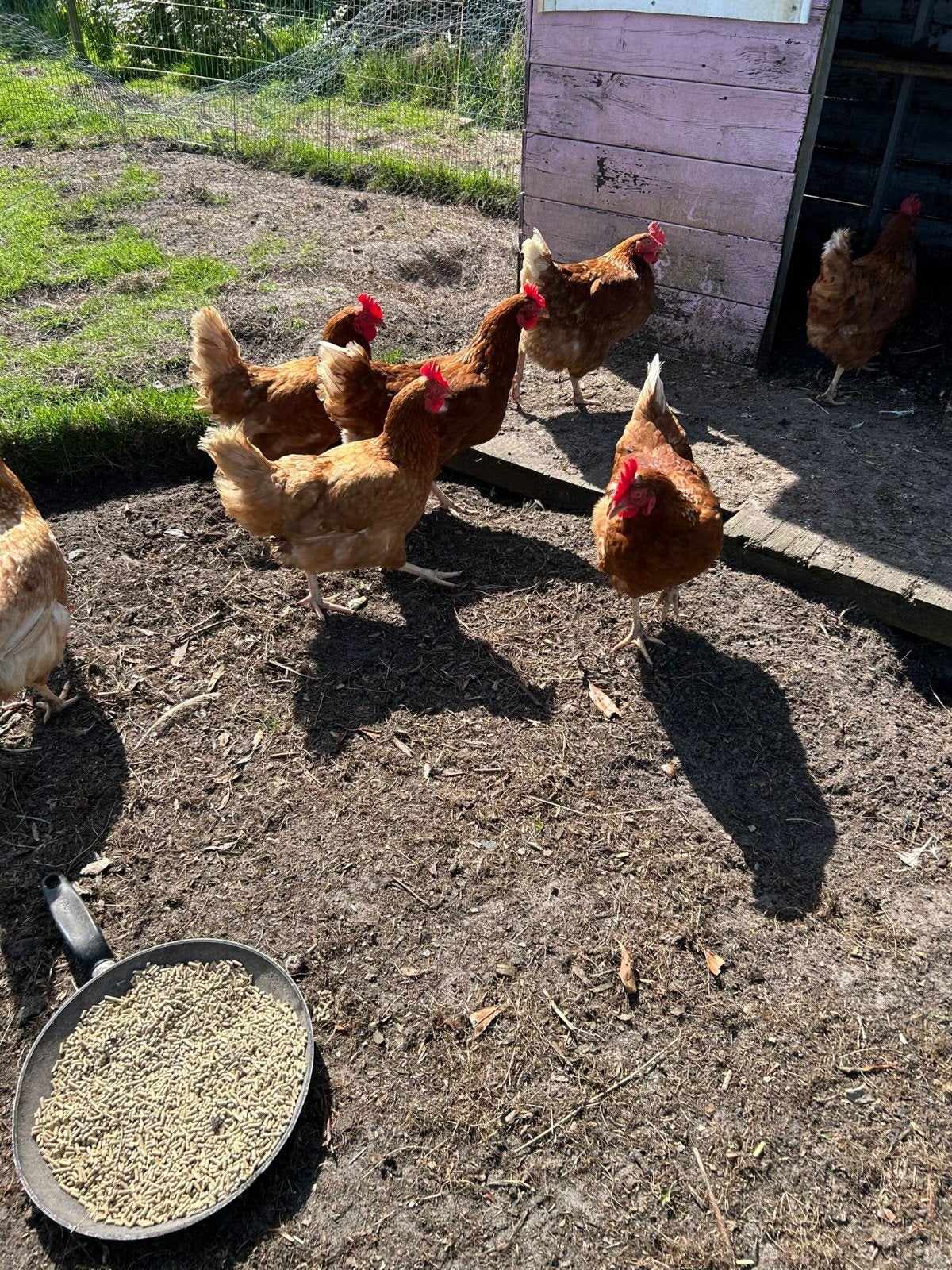 10 Grote Raskippen + haan, Vrouwelijk, Kip