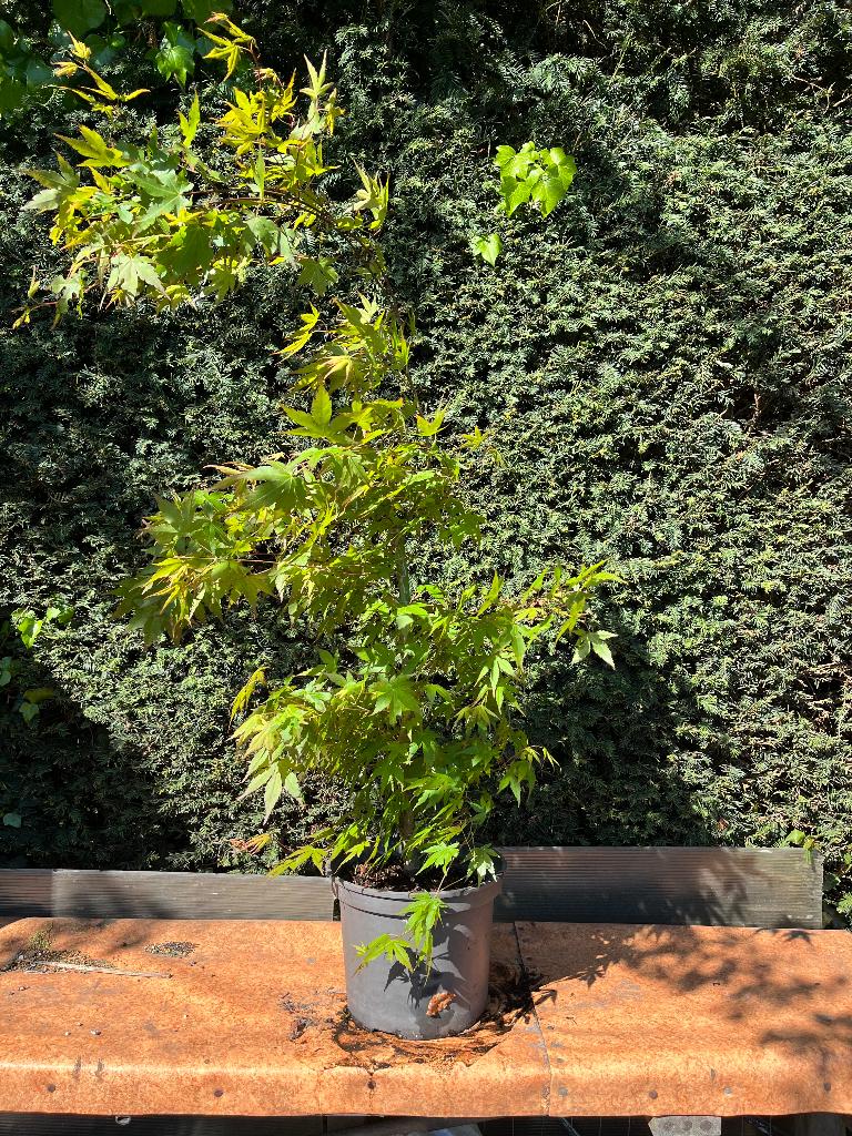 Bonsai starter, acer palmatum solitair groen, Bloeit niet, Halfschaduw, Overige soorten, Minder dan 100 cm