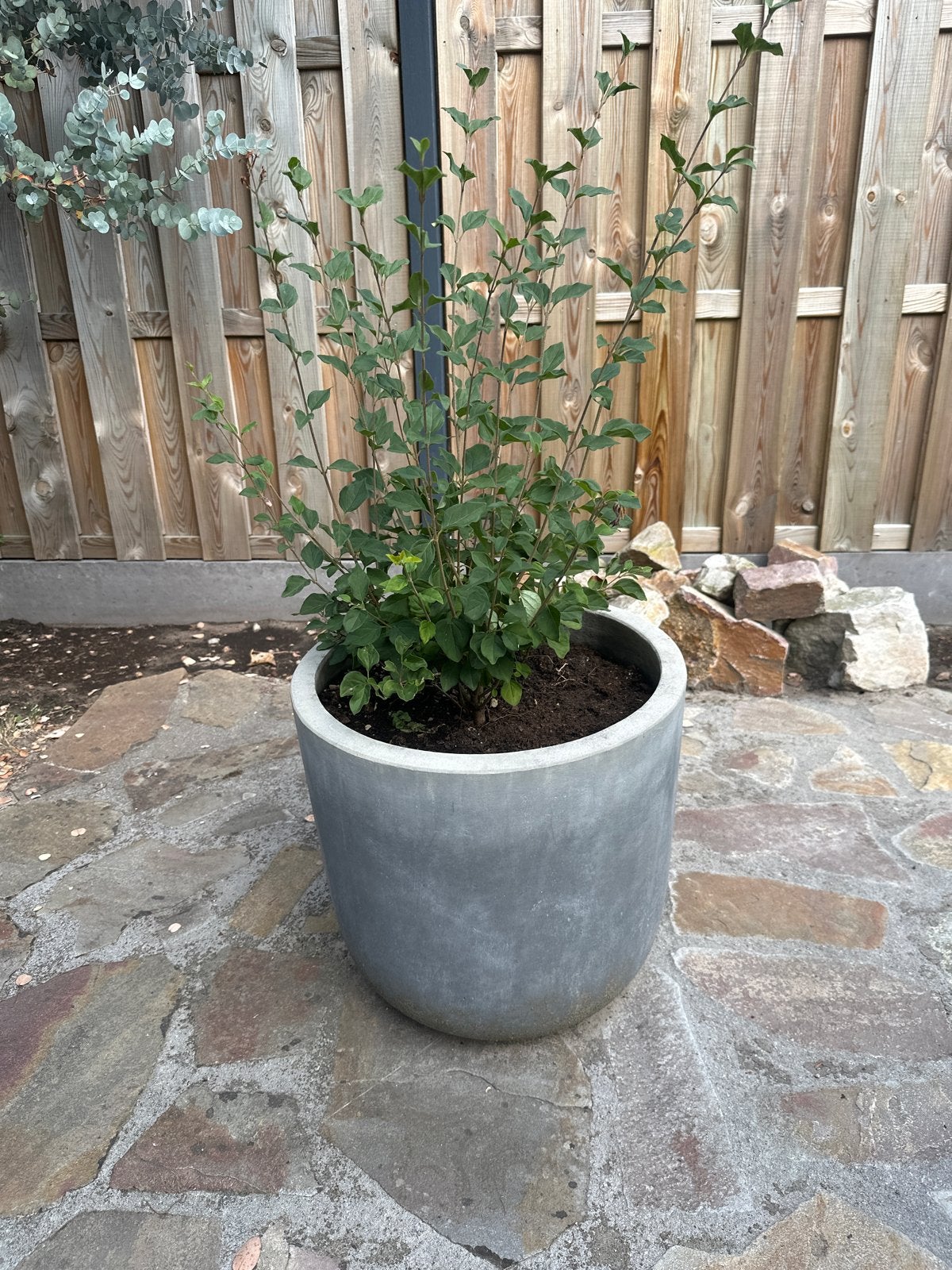 Betonnen pot met buitenplant, Tuin en Terras, Bloempotten, Ophalen, Gebruikt, Balkon, 40 cm of meer