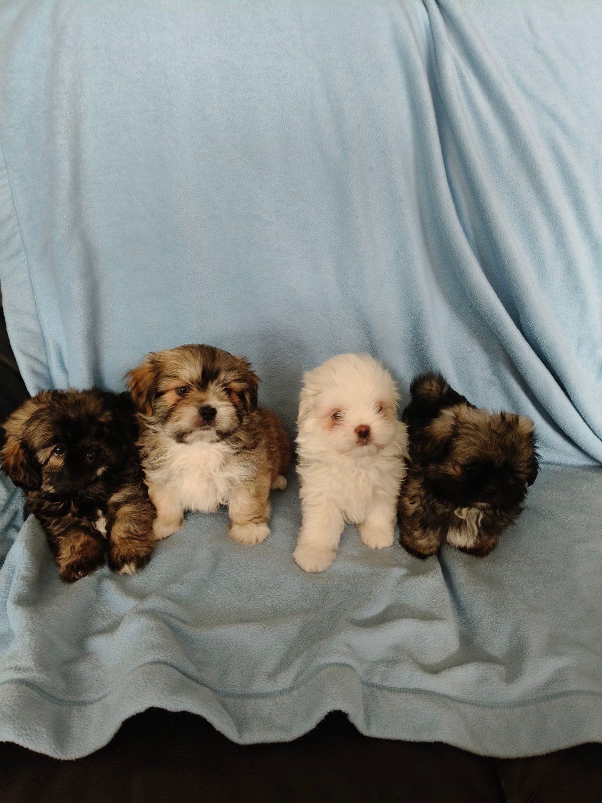 te  koop Boomer  Pomeriaan pups, Overige rassen, CDV (hondenziekte), 8 tot 15 weken, Meerdere