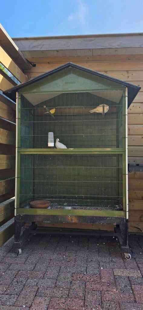 Koppel lach duifjes, Meerdere dieren