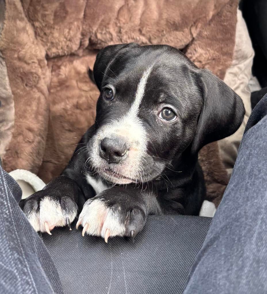 Puppy labrador X bully, Dieren en Toebehoren, Parvo, 8 tot 15 weken, Eén hond, Nederland