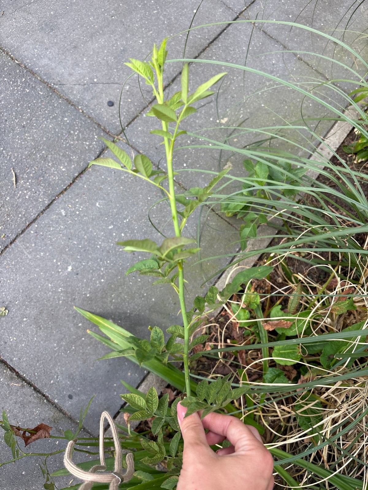 Gewortelde stek van een lichtroze roos, Volle zon, Vaste plant, Zomer, Ophalen