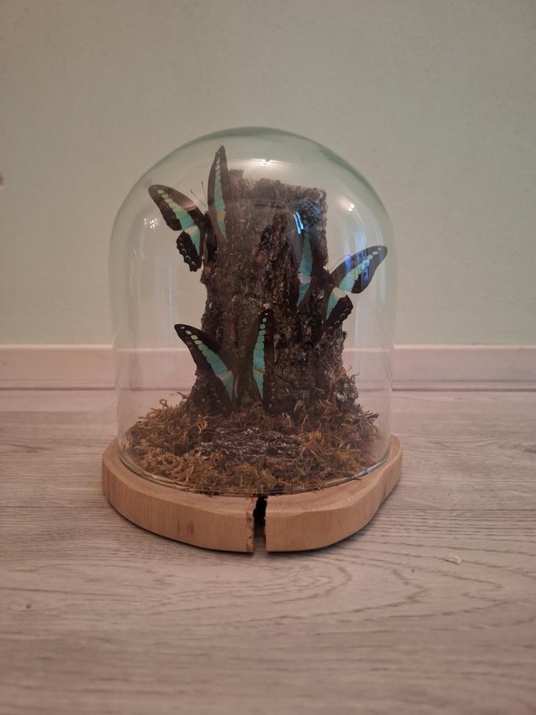 Vlinders onder stolp. Graphium Sarpedon., Antiek en Kunst, Ophalen of Verzenden