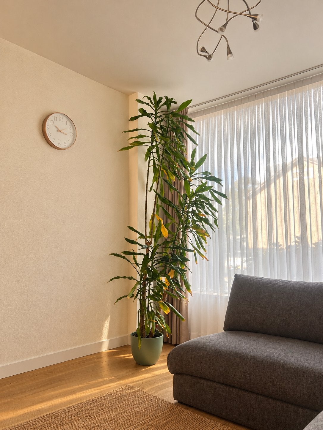 Grote kamerplant van circa 2 meter inclusief pot, Ophalen, 200 cm of meer, Overige soorten, In pot