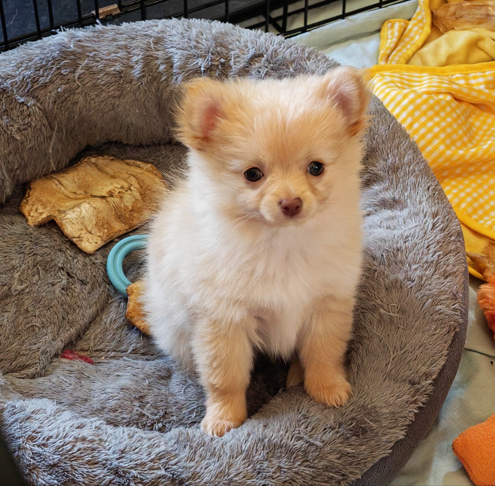 Lieve Amy pomchi pup mag verhuizen., Dieren en Toebehoren, 8 tot 15 weken, Teef, CDV (hondenziekte), Eén hond