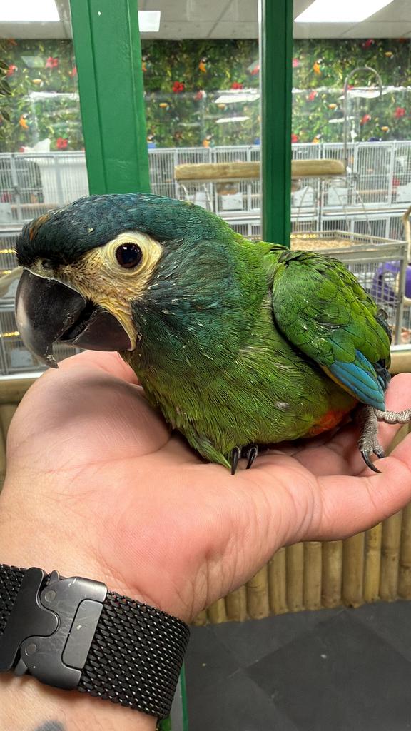 Jonge ara Maracana, Dieren en Toebehoren, Vogels | Parkieten en Papegaaien, Meerdere dieren, Papegaai, Pratend