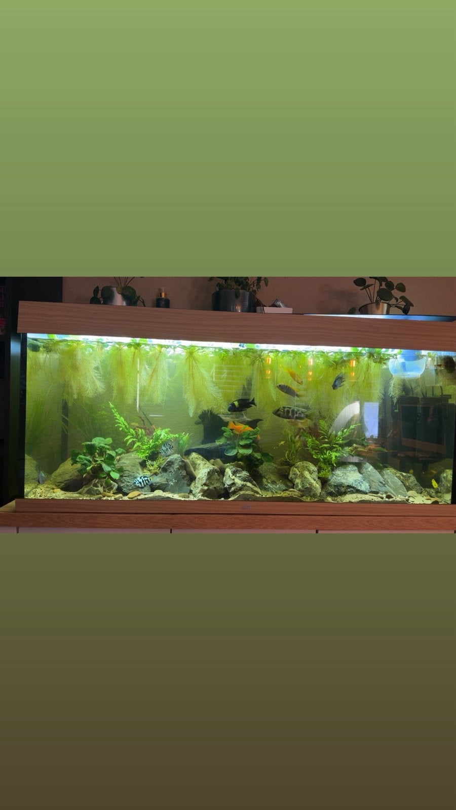 Mooie gezonde Drijfplanten halve emmer, Ophalen of Verzenden, Zo goed als nieuw, Plant(en), Steen of Hout