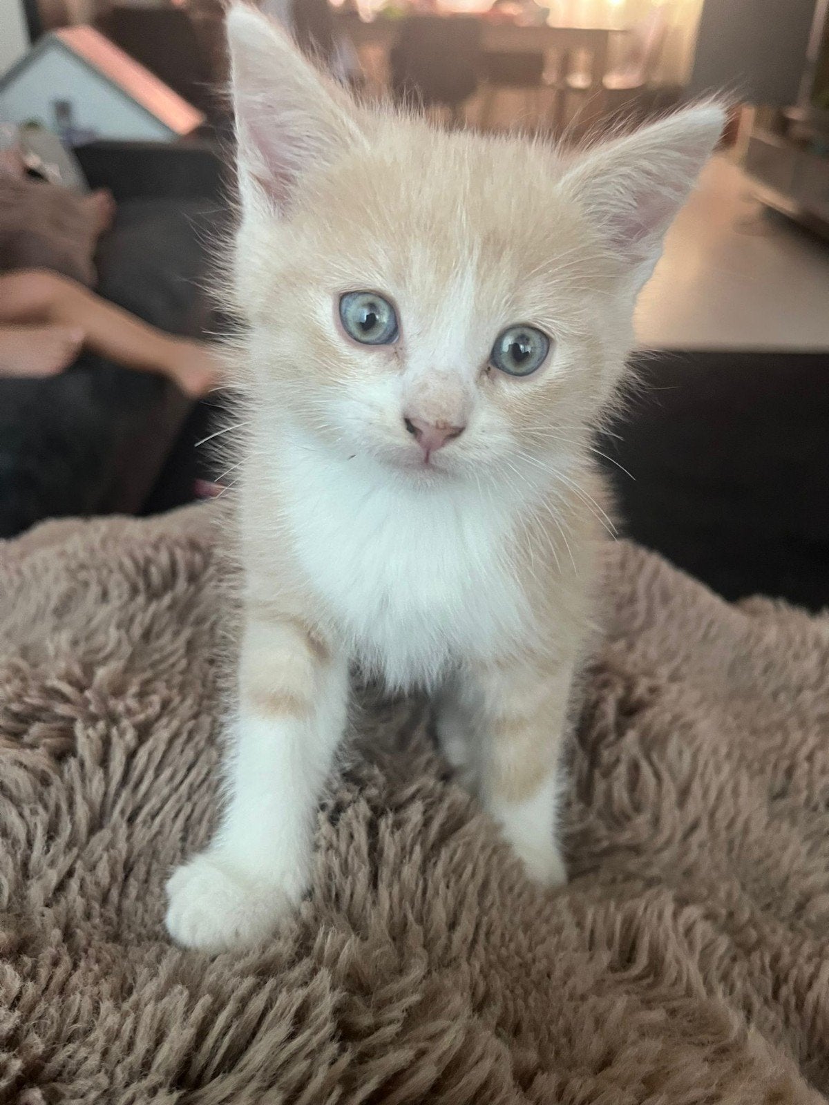 Kittens  Noorse Boskat - Britse korthaar, Meerdere dieren, Ontwormd, 0 tot 2 jaar
