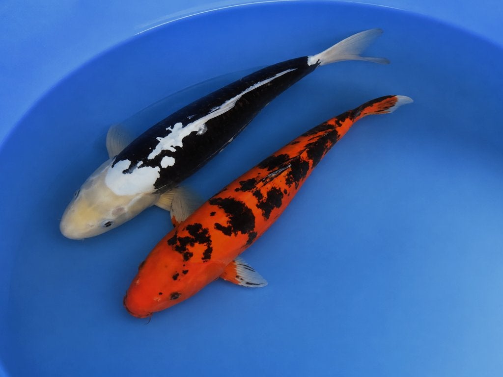 VHQ Kumonryu 38-45 cm Sansai, Karper of Koi