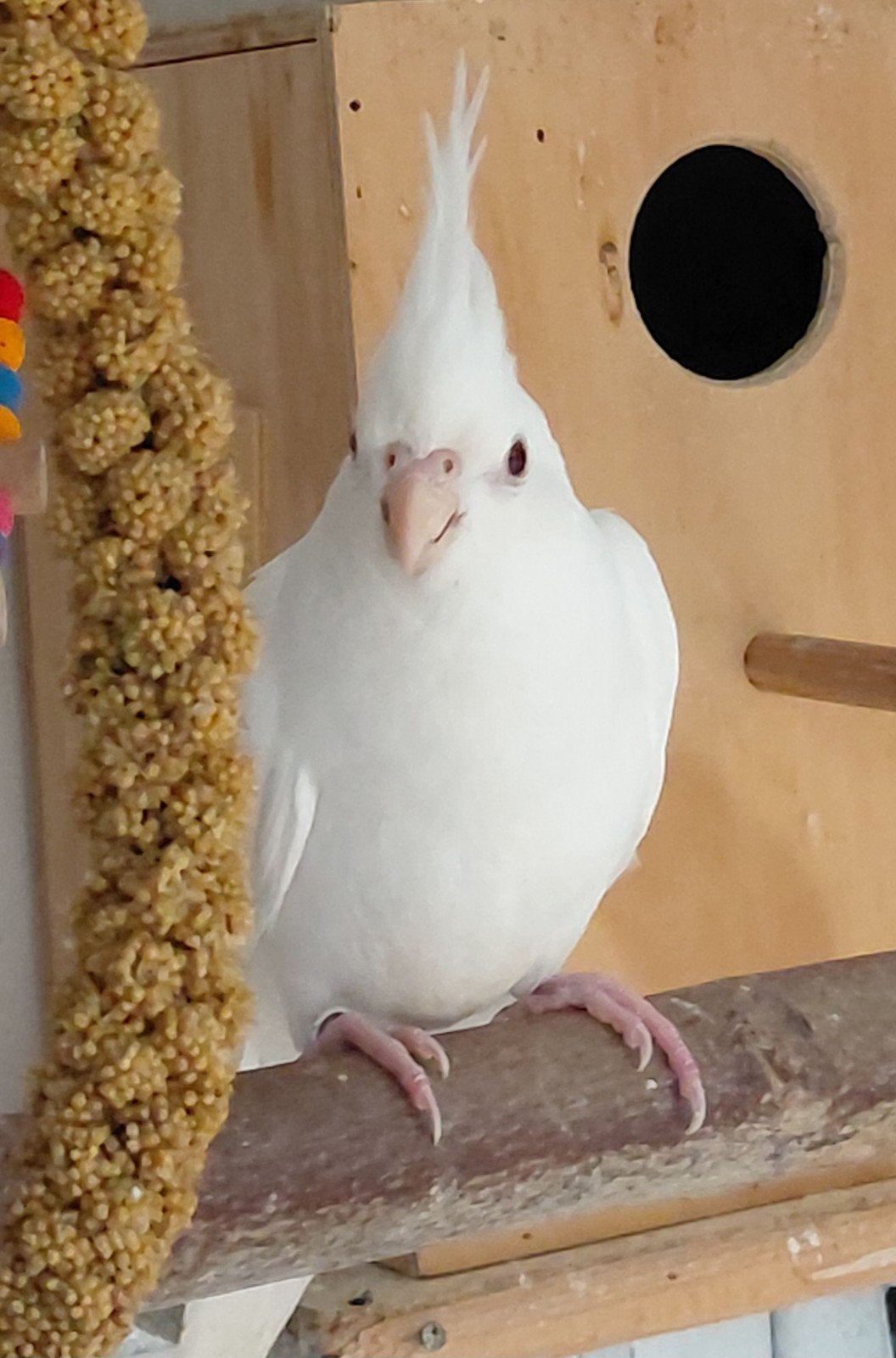 2 albino valkparkieten, Geslacht onbekend, Parkiet