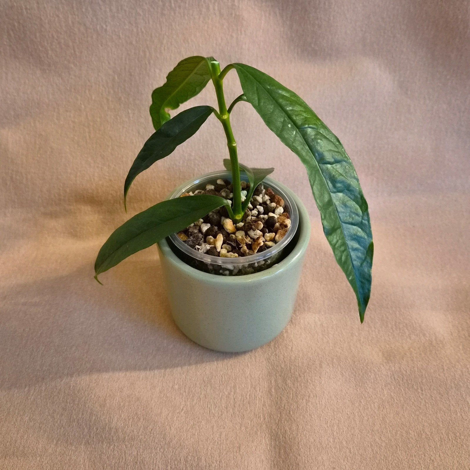 Hoya Decipulae 3, Verzenden, Overige soorten, Halfschaduw, Minder dan 100 cm
