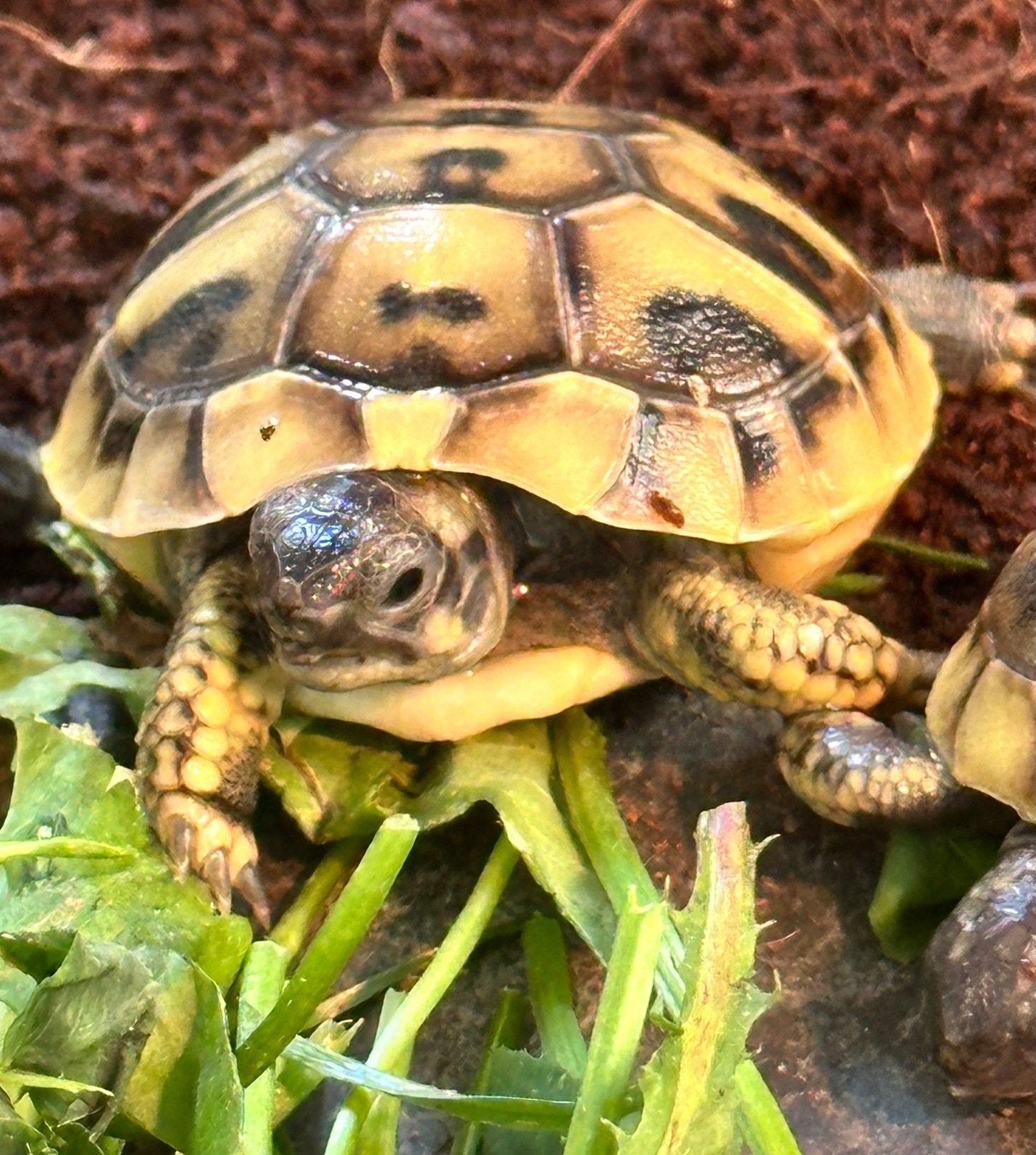 Prachtige, gezonde Griekse Landschildpadden. Nakweek 2026 Tortoise photo 15