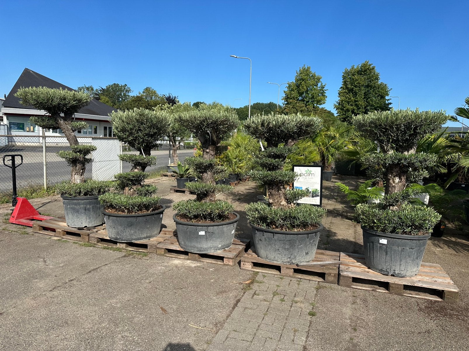 4 stuks bonsai ponpon olijfbomen. Aanbieding, 100 tot 250 cm, Olijfboom, Zomer, Ophalen
