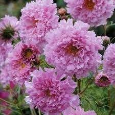 Zaden Cosmos Double dutch rose, Ophalen of Verzenden, Volle zon