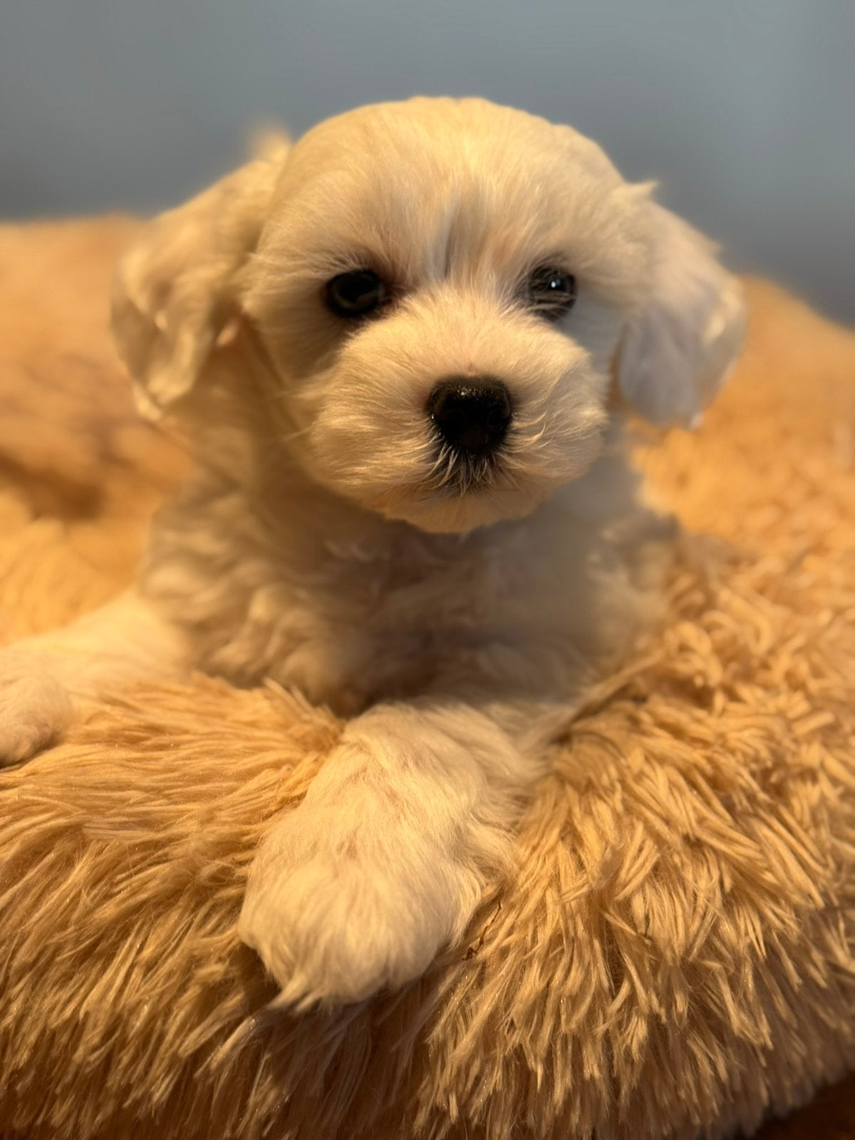 Super knappe mini Doodle pups ( Maltipoo ) Div. kleuren, Poedel, Parvo, Nederland, 8 tot 15 weken