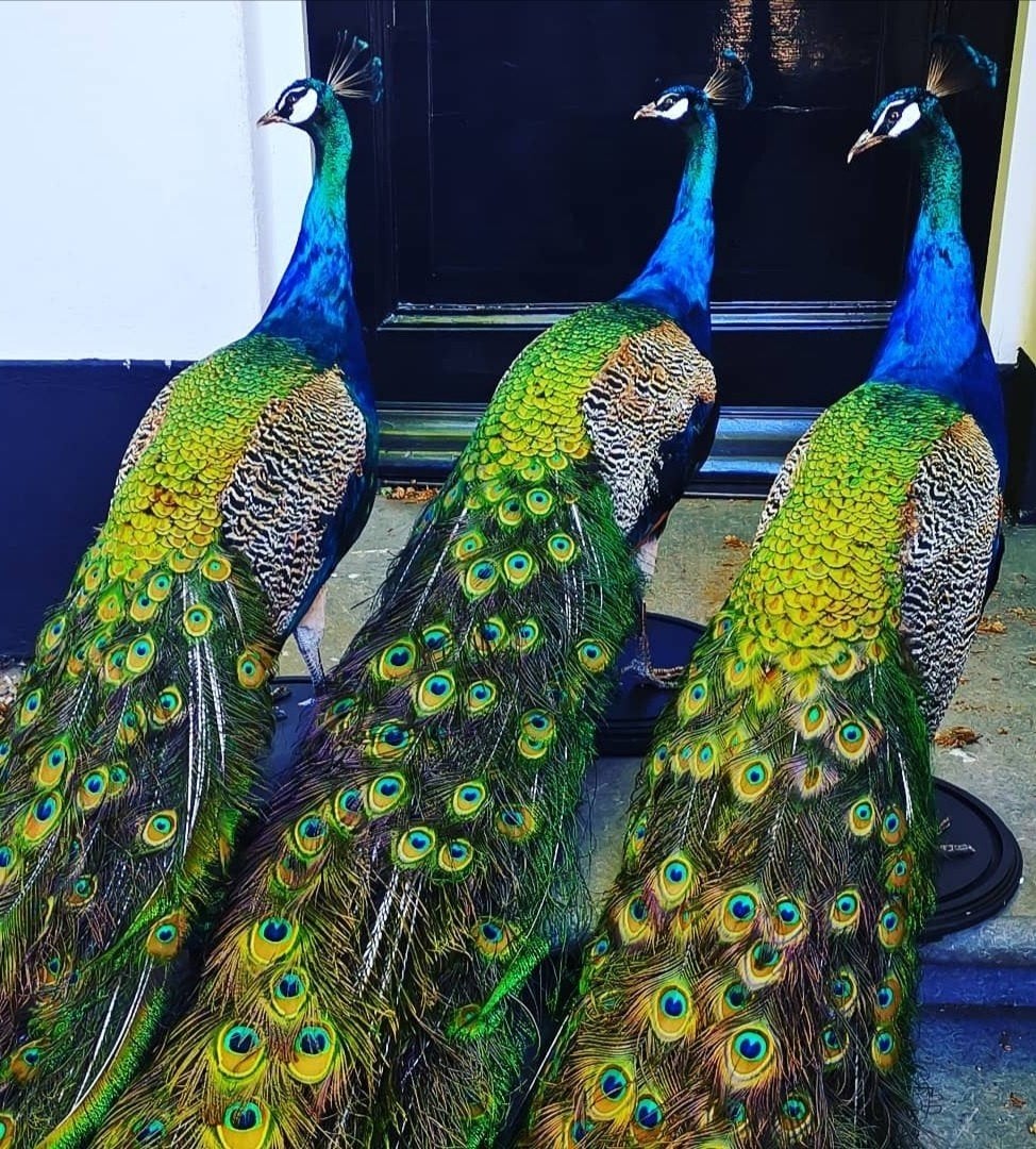 Recent opgezette Pauwen., Verzamelen, Ophalen of Verzenden, Nieuw, Vogel, Opgezet dier