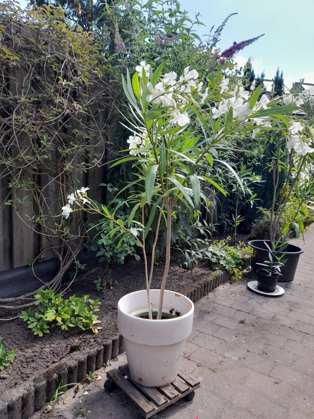 Witte oleander, Overige soorten, 100 tot 250 cm, Zomer, Ophalen