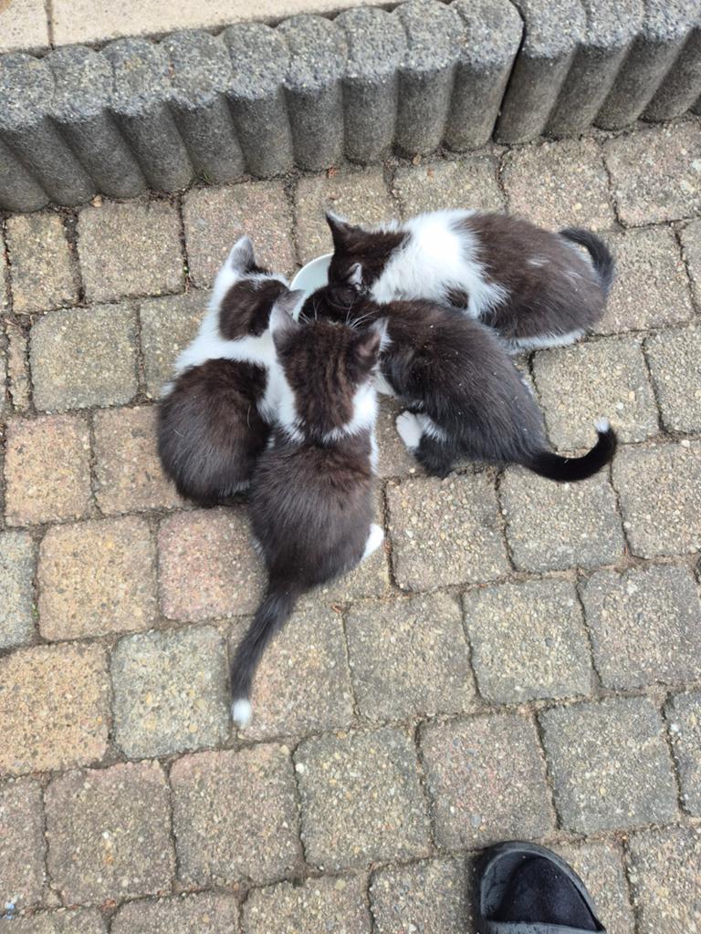 Gratis kittens