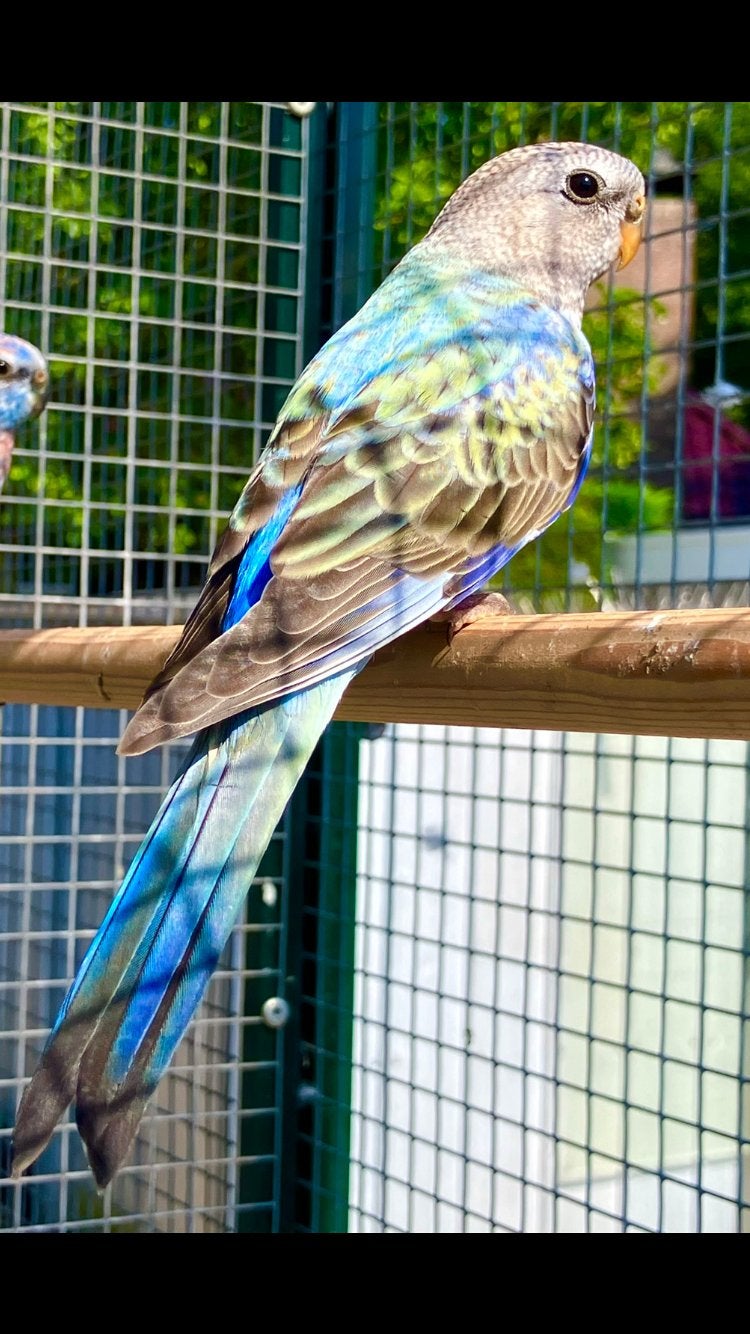 Bourke opaline man blauw selectie , juni 26, Mannelijk, Parkiet