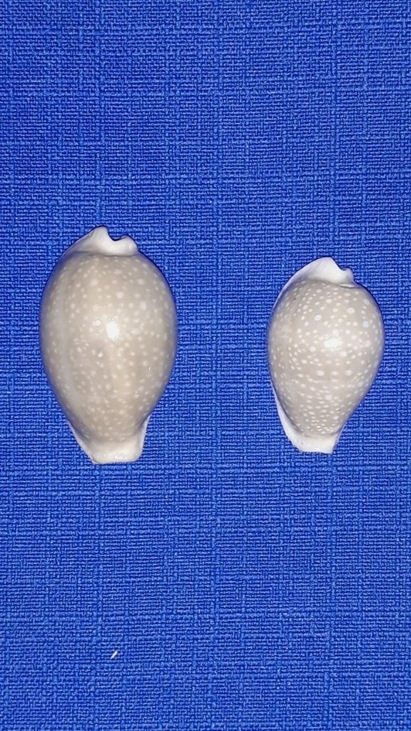 Schelpen, Cypraea miliaris, set van 2 stuks, Ophalen of Verzenden, Schelp(en)
