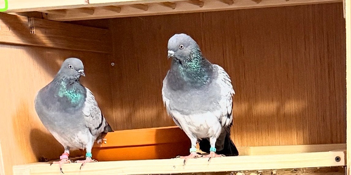 Duiven boedapesters hoogvliegers €5, Meerdere dieren, Overige soorten