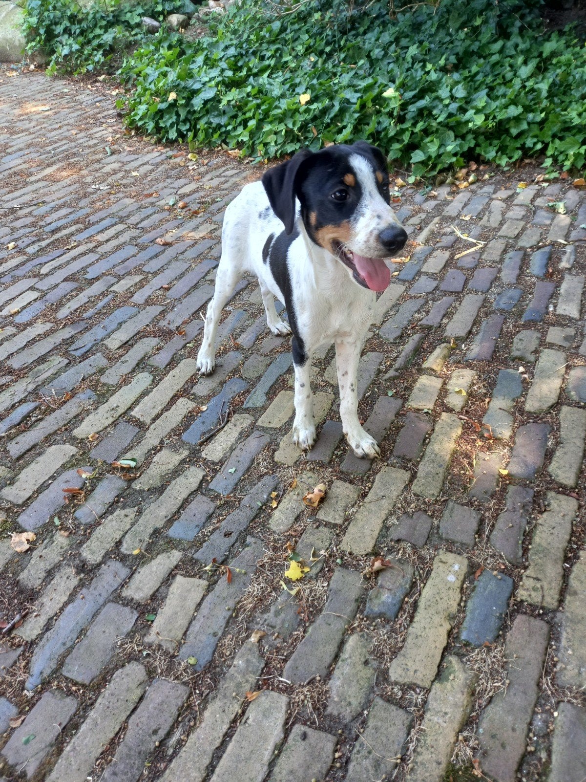 Jack Russel kruising, Parvo, Jack Russell Terriër, Reu, 8 tot 15 weken