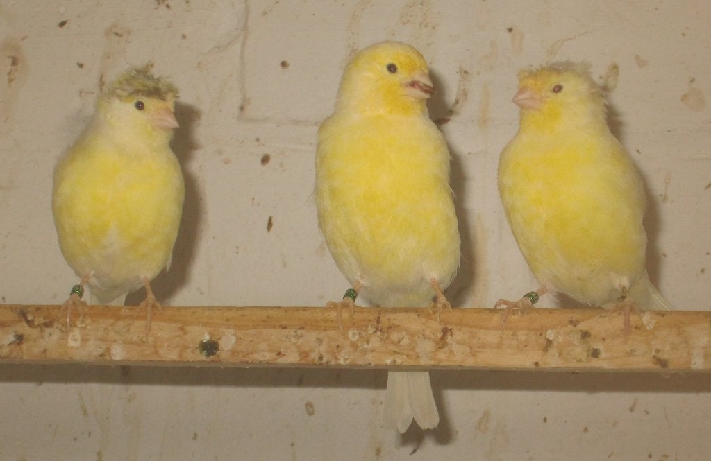 Duitse kuif kanaries, Meerdere dieren, Postuurkanarie