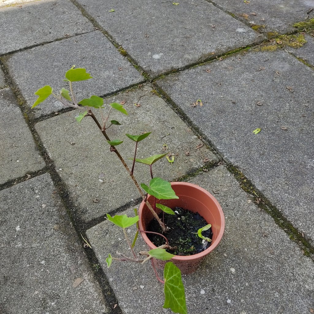 Klimop, Ophalen of Verzenden, Bloeit niet, Klimplanten, Halfschaduw