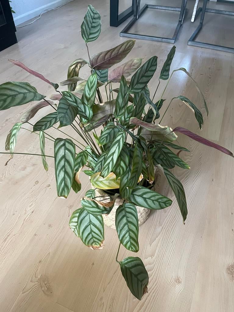 Calathea - Groene kamerplant, Ophalen, 100 tot 150 cm, Overige soorten, Halfschaduw