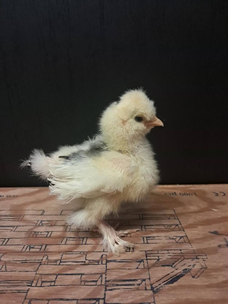 Usa zijdehoen motteld kuikentjes, Dieren en Toebehoren, Pluimvee, Geslacht onbekend, Kip