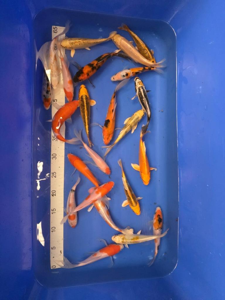 1ste jaars Koi, Tosai. (September 2025), Karper of Koi
