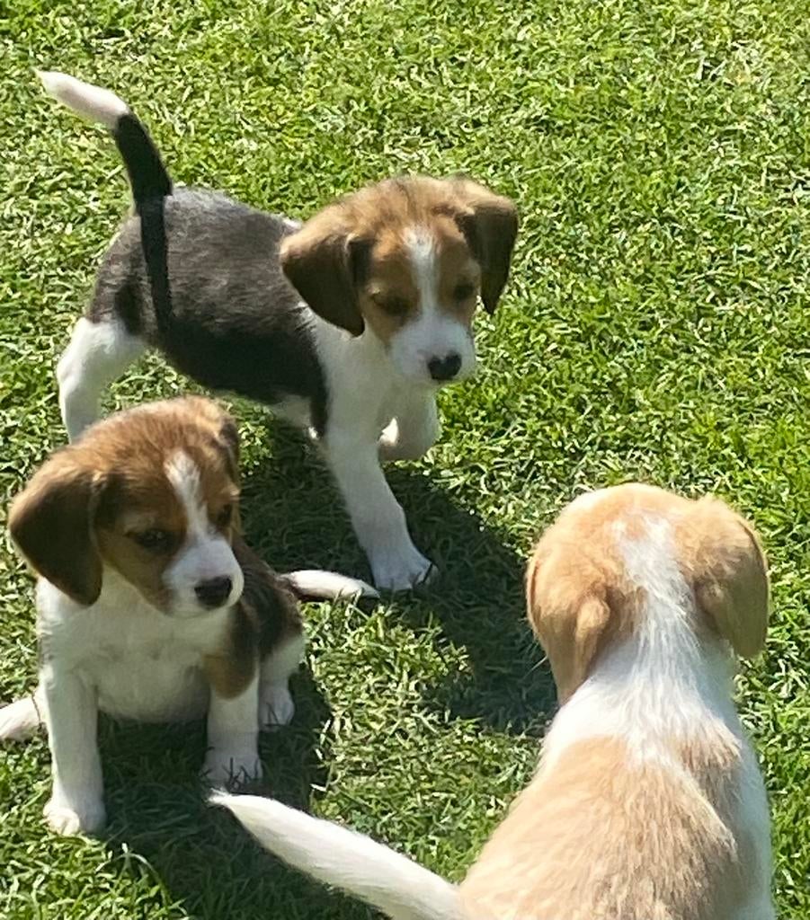 Zeer speciale BEAGLE x KOOIKER pups, Parvo, Nederland, 8 tot 15 weken, Meerdere