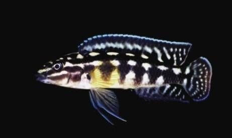 Julidochromis Marlieri, Vis, Zoetwatervis