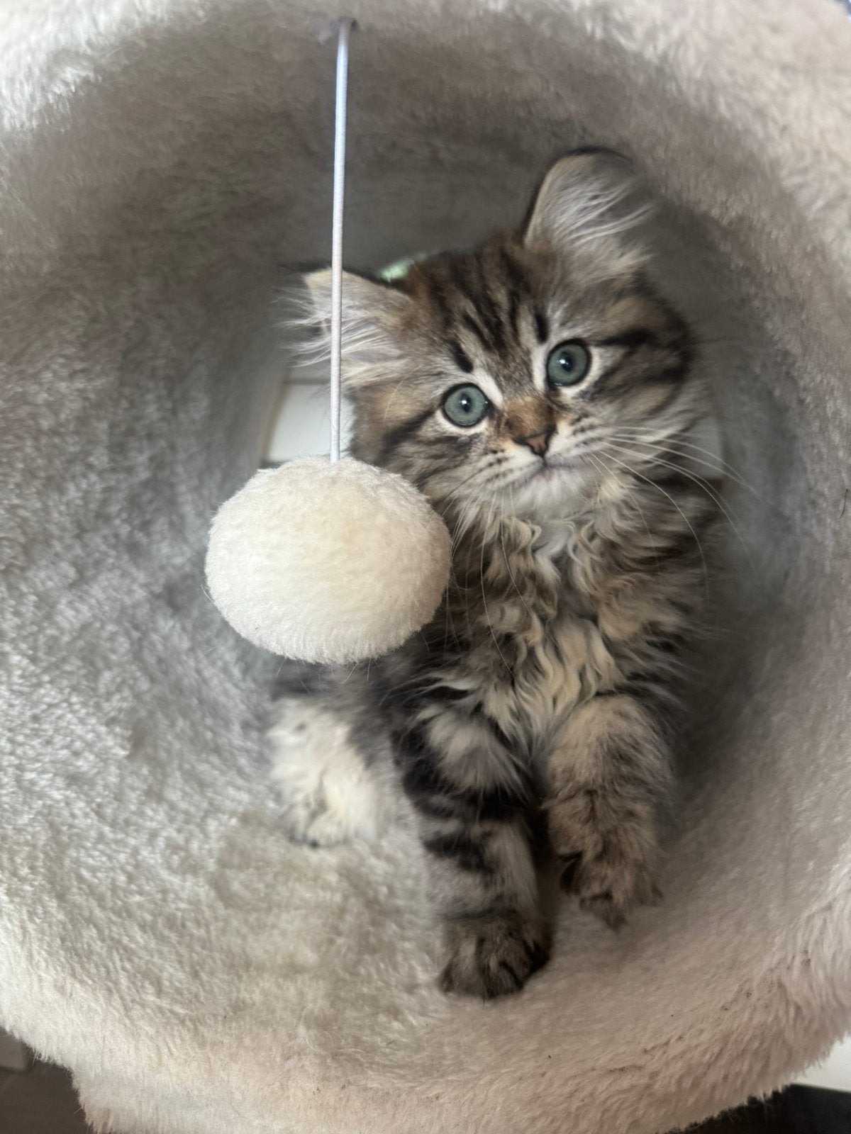 Nog 2 prachtige langhaar kittens!, Meerdere dieren, Gechipt