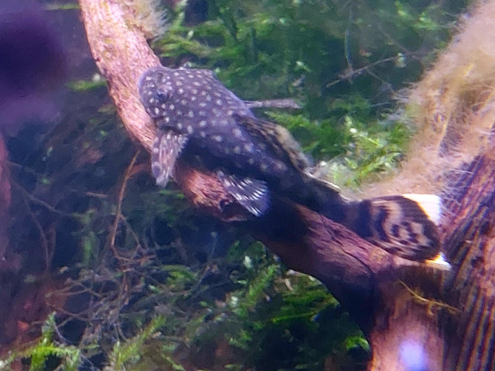 Pleco borstelneus., Dieren en Toebehoren, Vis